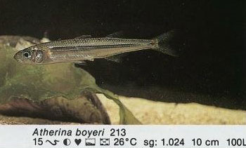 Atherina boyeri